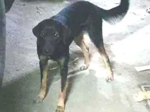 Cachorro raça SRD idade 2 anos nome Neguinha