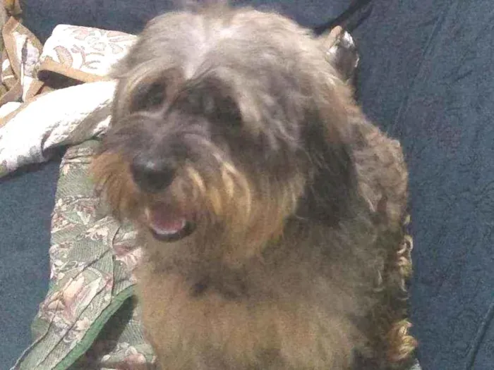 Cachorro raça Vira lata idade 2 anos nome Dobby