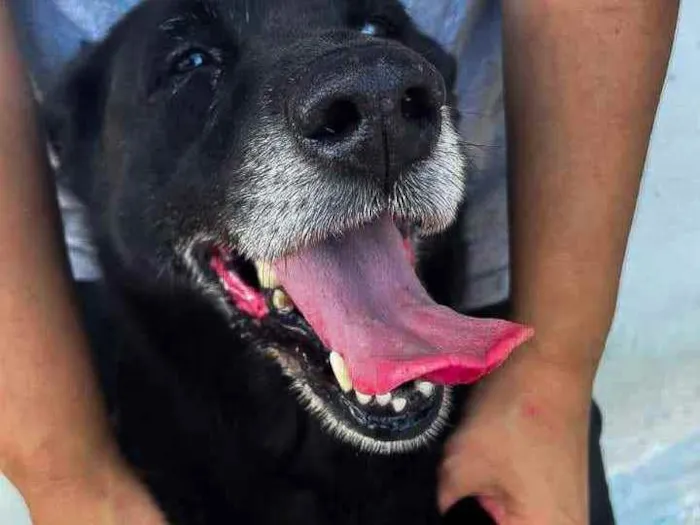 Cachorro raça Srd idade 5 anos nome Amora