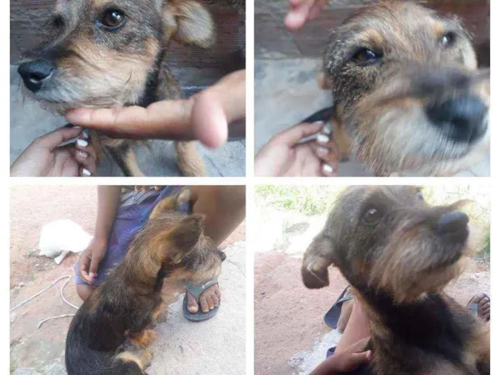 Cachorro raça Comum idade 2 a 6 meses nome Domino