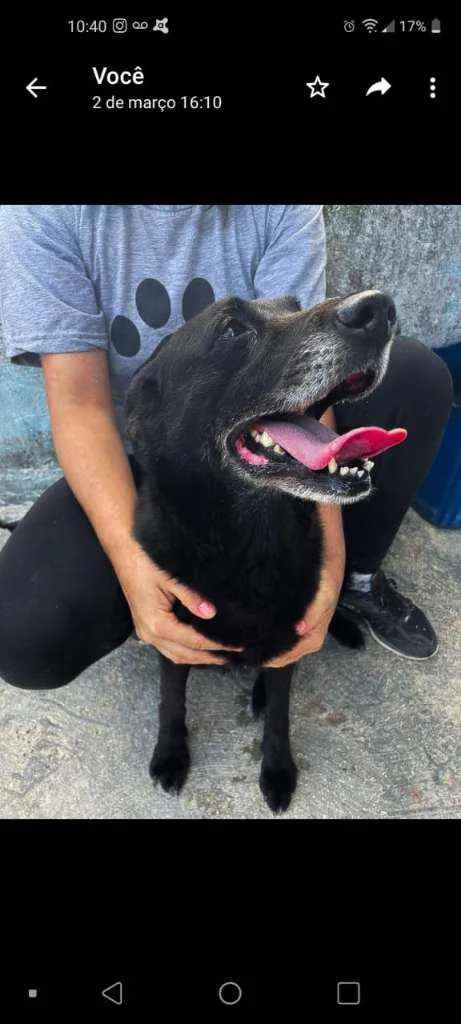 Cachorro raça Srd idade 5 anos nome Amora