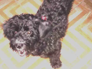 Cachorro raça Vira-lata  idade 4 anos nome Mel