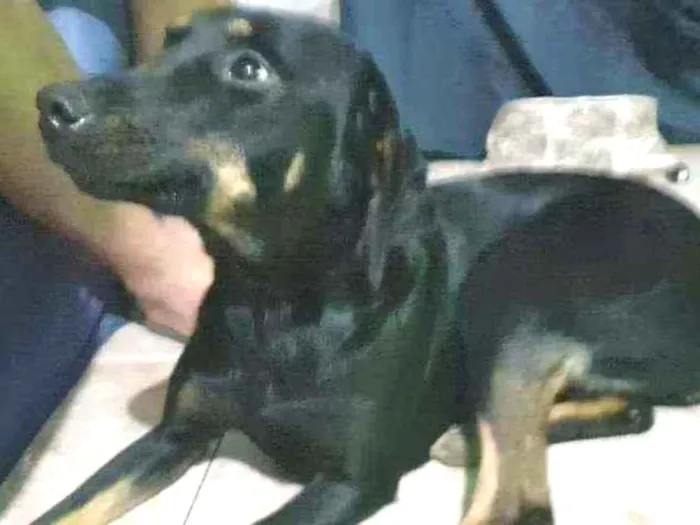 Cachorro raça SRD idade 2 anos nome Pretinha