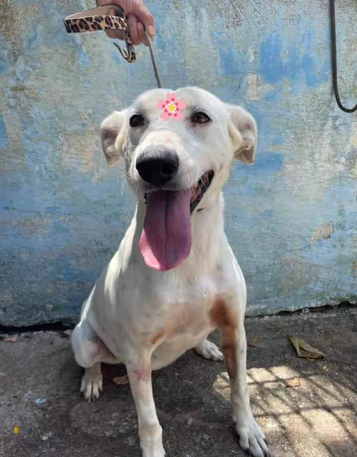 Cachorro raça Srdbt idade 3 anos nome Branquinha