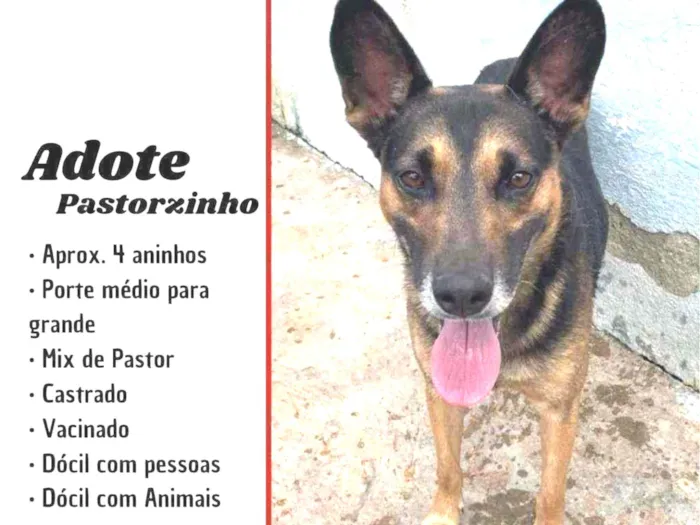 Cachorro raça Pastor idade 4 anos nome Partorzinho