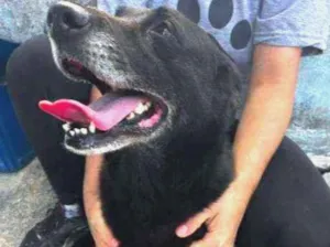 Cachorro raça Srd idade 5 anos nome Amora
