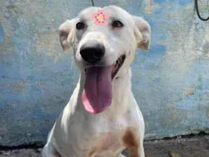 Cachorro raça Srdbt idade 3 anos nome Branquinha
