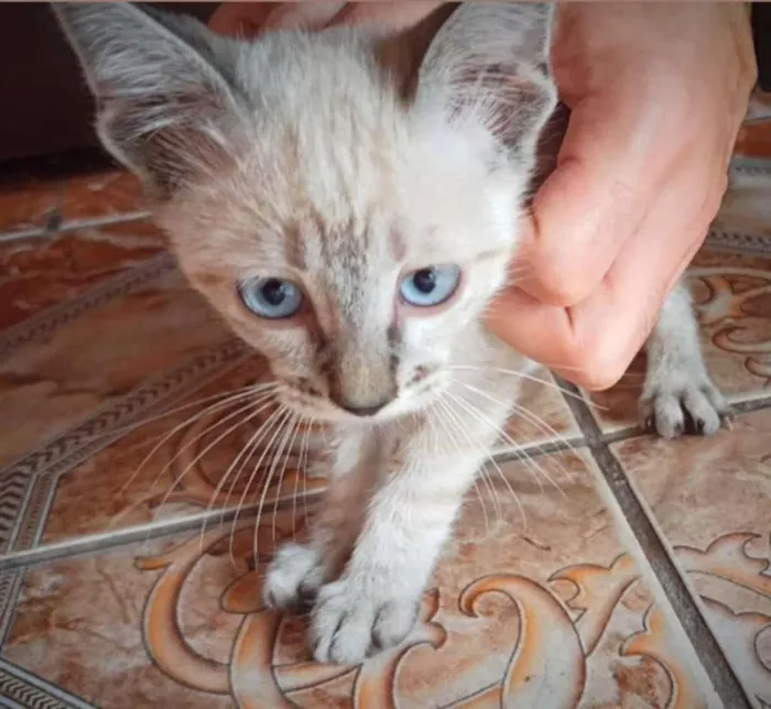 Gato ra a SRD-ViraLata idade 2 a 6 meses nome Matatabi