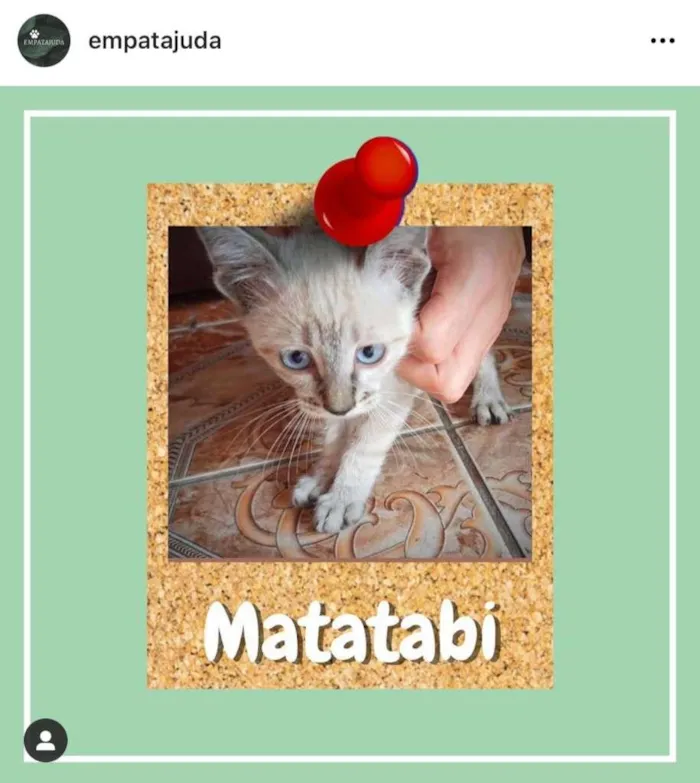 Gato ra a SRD-ViraLata idade 2 a 6 meses nome Matatabi