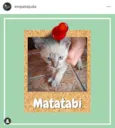 Matatabi