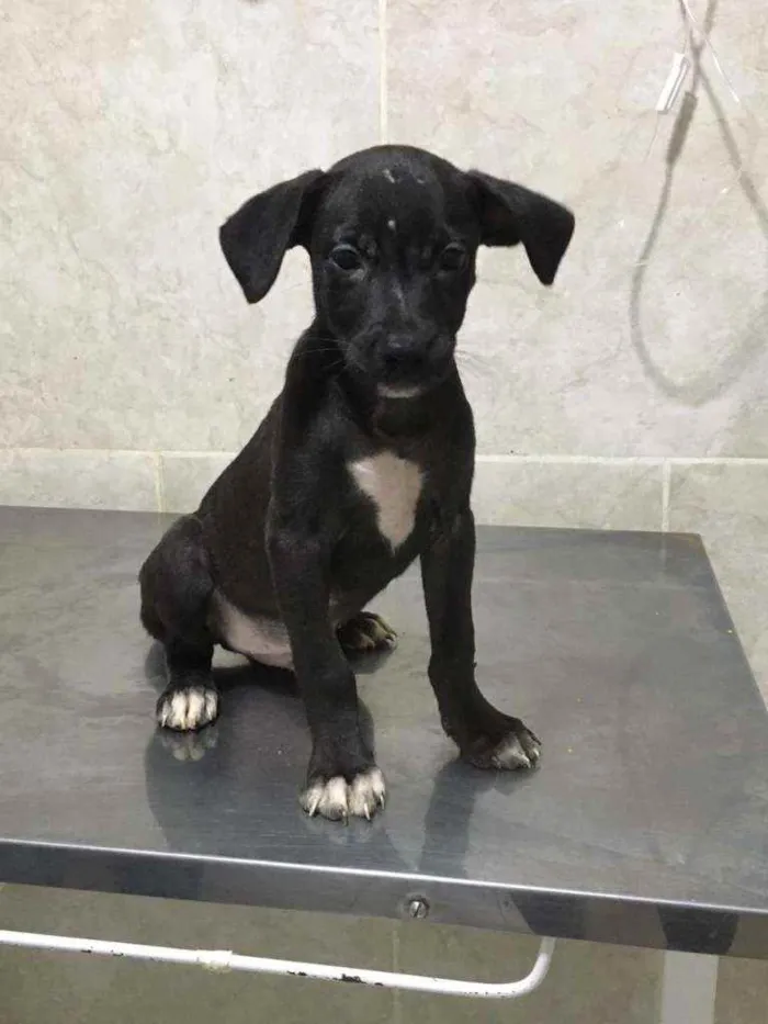 Cachorro ra a SRD idade 2 a 6 meses nome Sem nome 