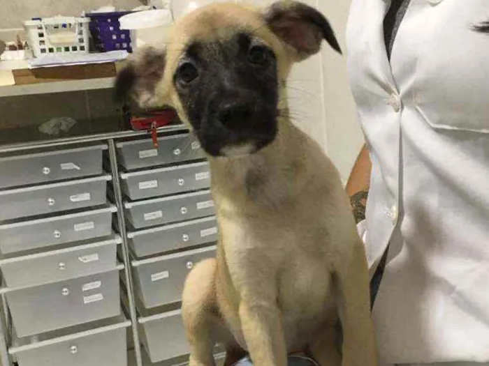 Cachorro ra a SRD idade 2 a 6 meses nome Sem nome 