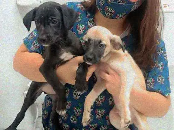 Cachorro ra a SRD idade 2 a 6 meses nome Sem nome 