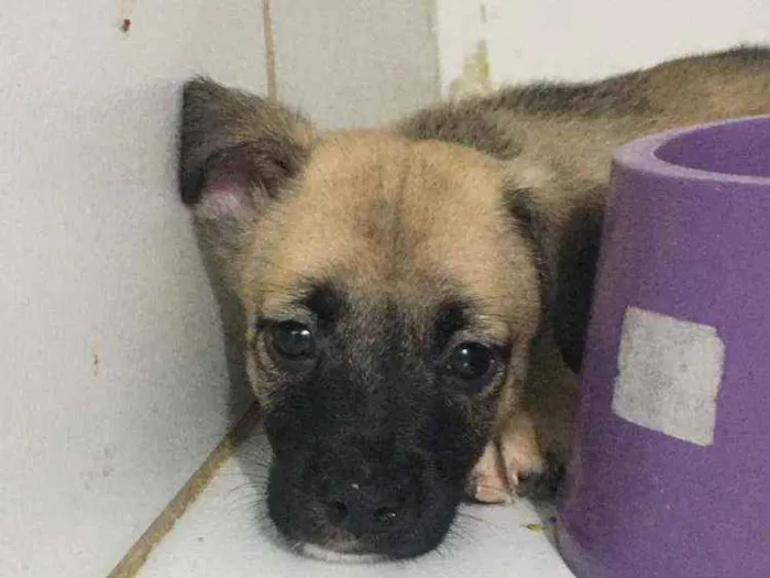 Cachorro ra a SRD idade 2 a 6 meses nome Sem nome 