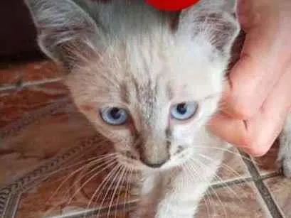 Gato ra a SRD-ViraLata idade 2 a 6 meses nome Matatabi
