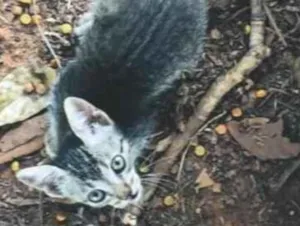 Gato raça SRD-ViraLata idade Abaixo de 2 meses nome Rajadinhos