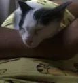 Gato raça Srd idade 2 a 6 meses nome Sem nome