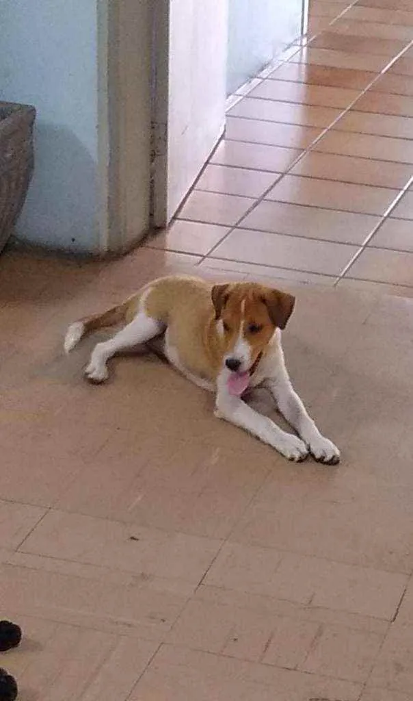 Cachorro ra a SRD idade 2 a 6 meses nome Stuart