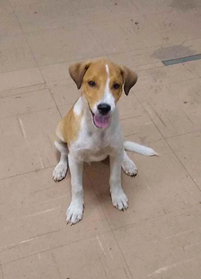 Cachorro ra a SRD idade 2 a 6 meses nome Stuart