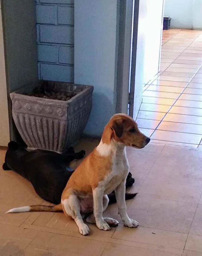 Cachorro ra a SRD idade 2 a 6 meses nome Stuart