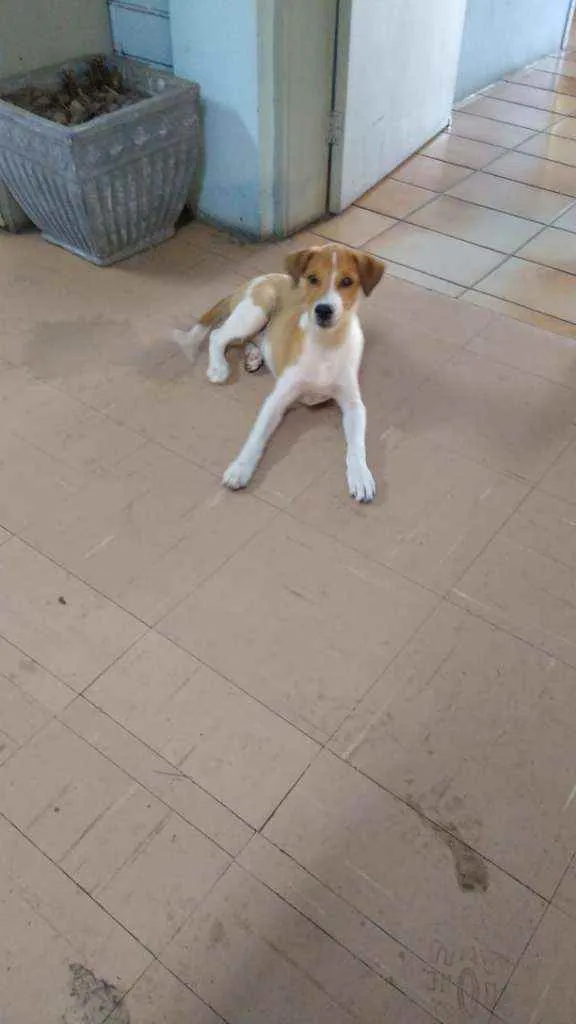 Cachorro ra a SRD idade 2 a 6 meses nome Stuart