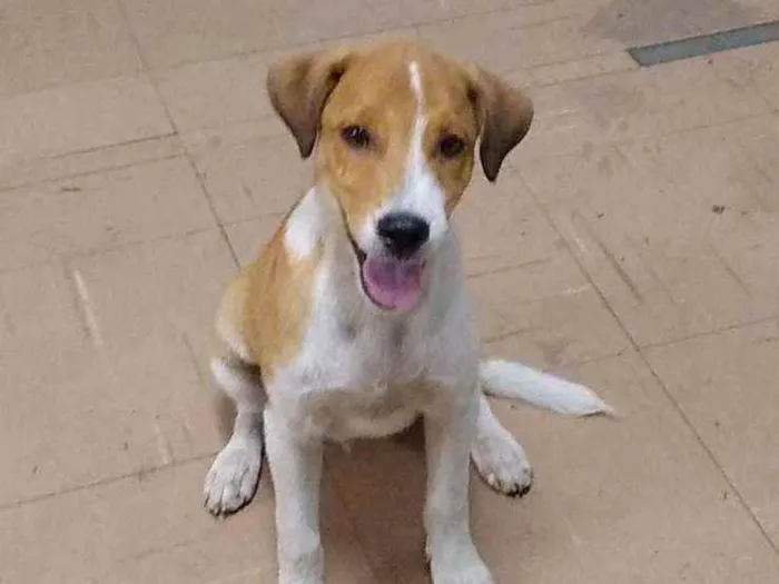 Cachorro ra a SRD idade 2 a 6 meses nome Stuart