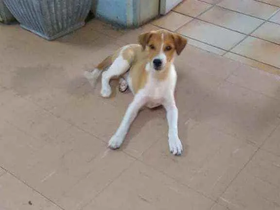 Cachorro ra a SRD idade 2 a 6 meses nome Stuart