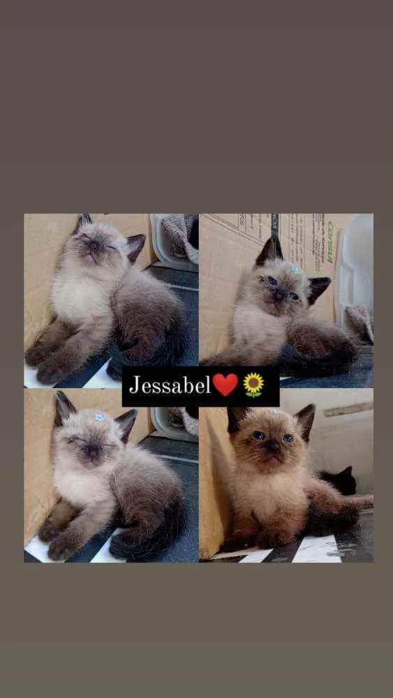 Gato ra a Siamês  idade Abaixo de 2 meses nome Está nas fotos ??