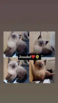 Está nas fotos ??