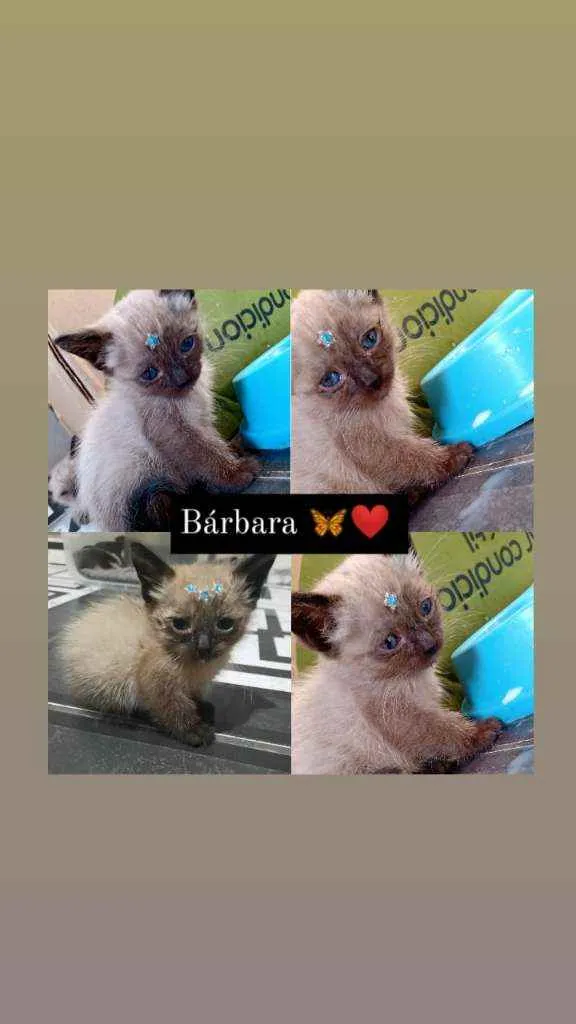 Gato ra a Siamês  idade Abaixo de 2 meses nome Está nas fotos ??