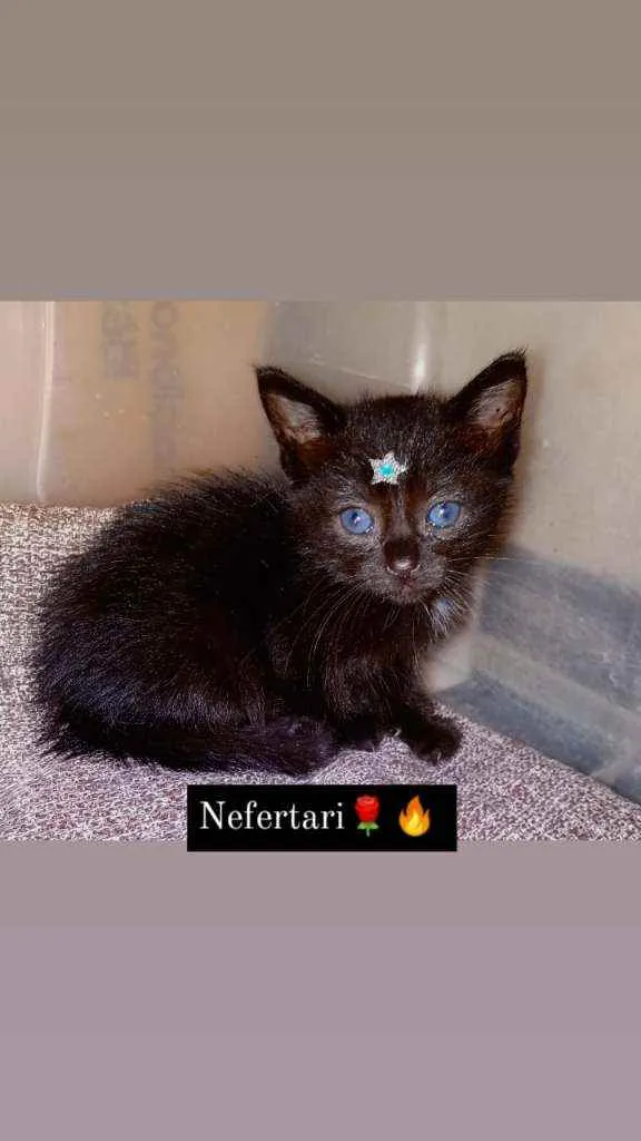 Gato ra a Siamês  idade Abaixo de 2 meses nome Está nas fotos ??