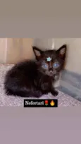 Está nas fotos ??
