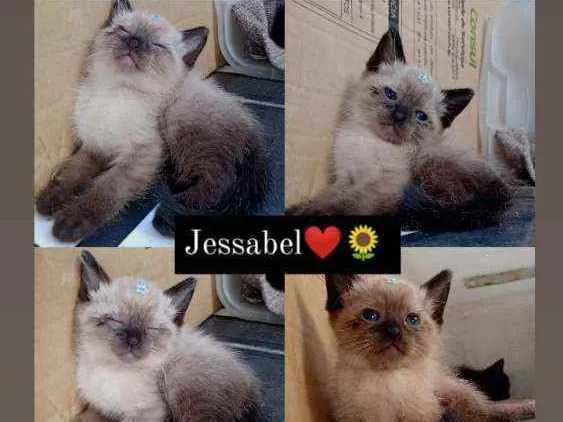 Gato ra a Siamês  idade Abaixo de 2 meses nome Esta nas fotos ??