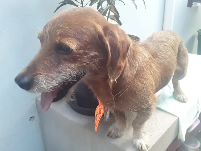 Cachorro ra a SRD idade 2 anos nome Sem Nome
