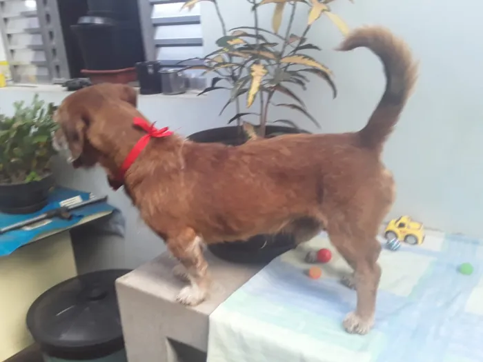 Cachorro ra a SRD idade 2 anos nome Sem Nome