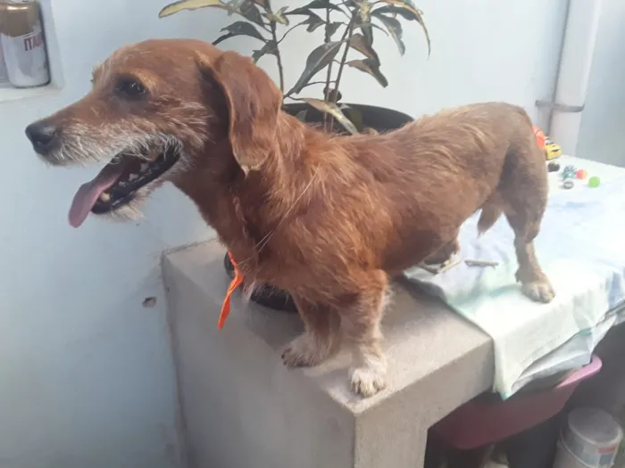 Cachorro ra a SRD idade 2 anos nome Sem Nome