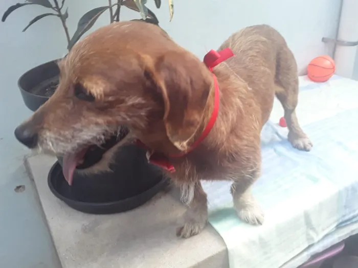 Cachorro ra a SRD idade 2 anos nome Sem Nome