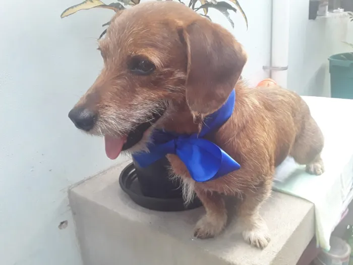 Cachorro ra a SRD idade 2 anos nome Sem Nome