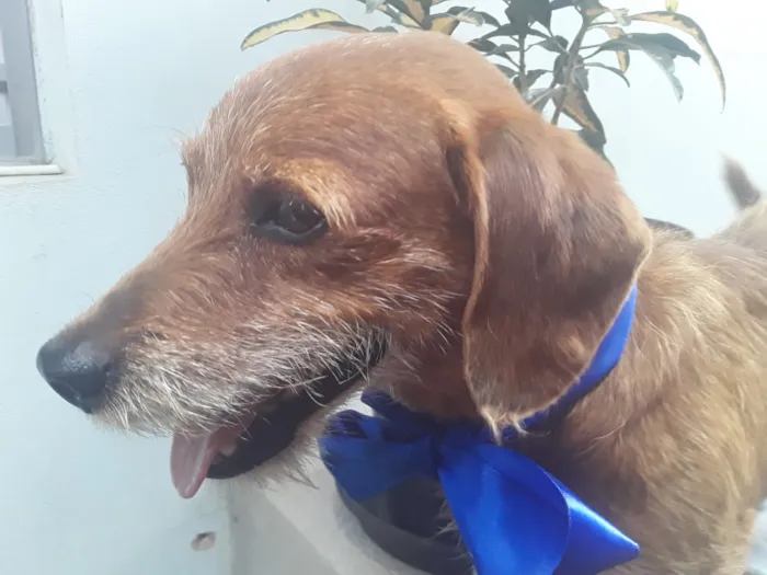 Cachorro ra a SRD idade 2 anos nome Sem Nome