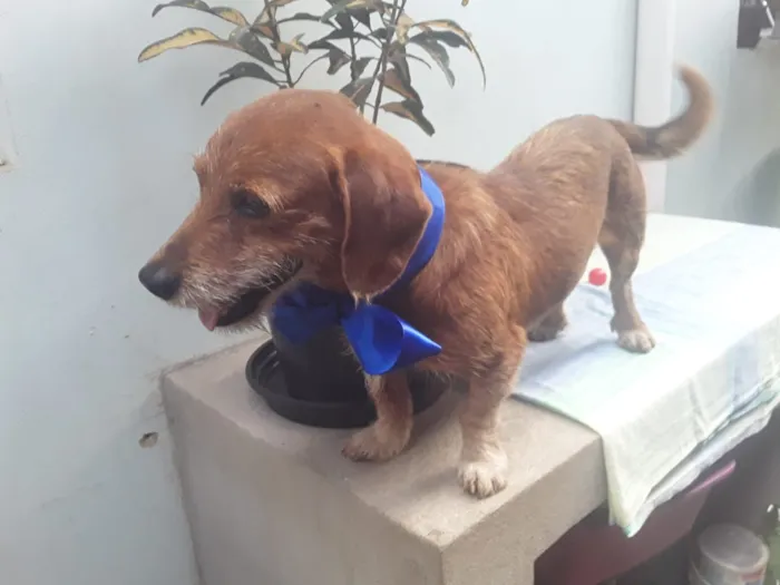 Cachorro ra a SRD idade 2 anos nome Sem Nome