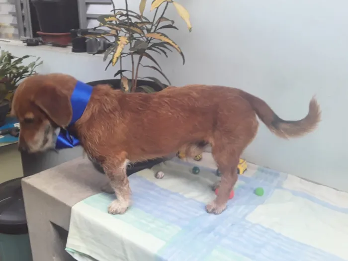 Cachorro ra a SRD idade 2 anos nome Sem Nome
