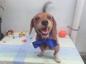 Cachorro raça SRD idade 2 anos nome Sem Nome