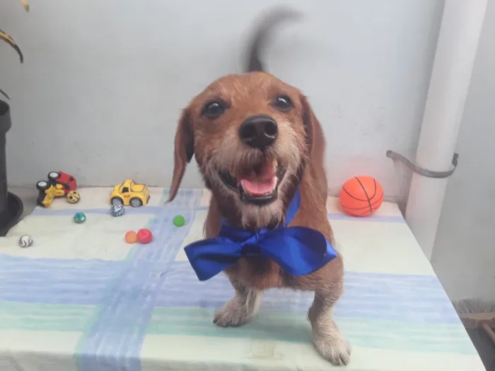 Cachorro ra a SRD idade 2 anos nome Sem Nome