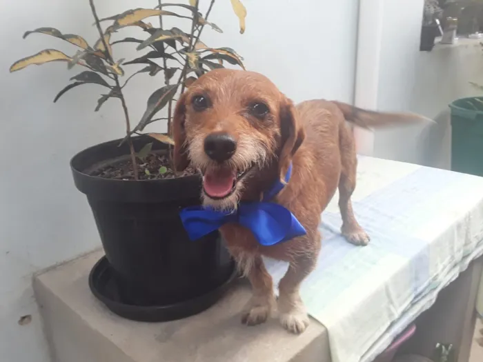 Cachorro ra a SRD idade 2 anos nome Sem Nome