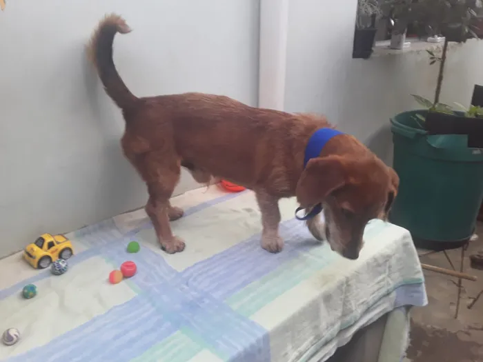 Cachorro ra a SRD idade 2 anos nome Sem Nome