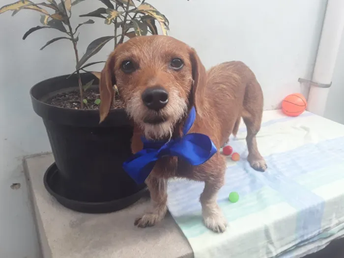 Cachorro ra a SRD idade 2 anos nome Sem Nome