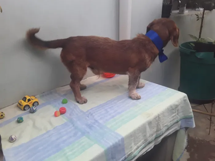 Cachorro ra a SRD idade 2 anos nome Sem Nome