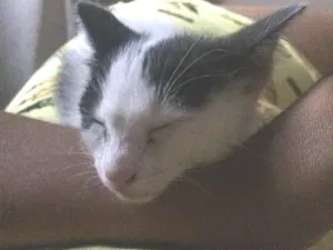 Gato raça Srd idade 2 a 6 meses nome Sem nome