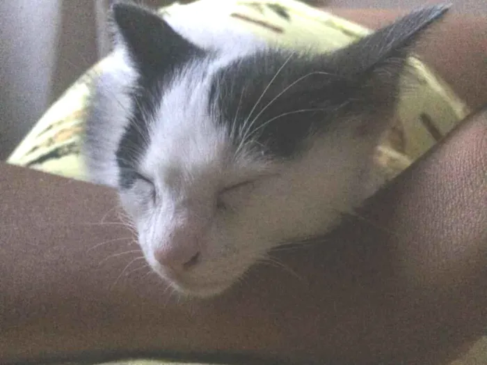 Gato raça Srd idade 2 a 6 meses nome Sem nome