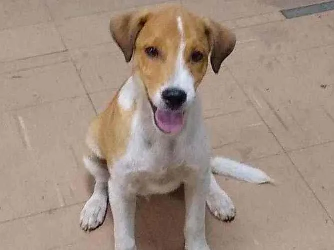 Cachorro ra a SRD idade 2 a 6 meses nome Stuart